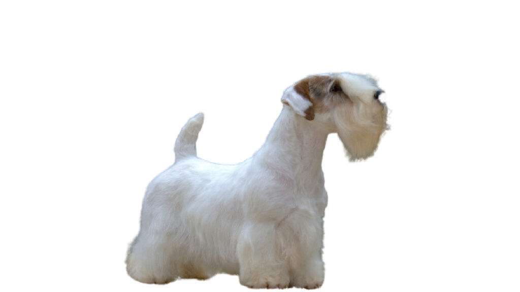 que problemas de salud tiene el sealyham terrier