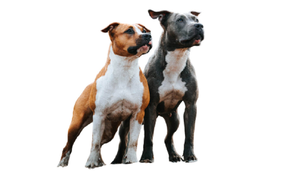 son los staffordshire bull terriers inteligentes