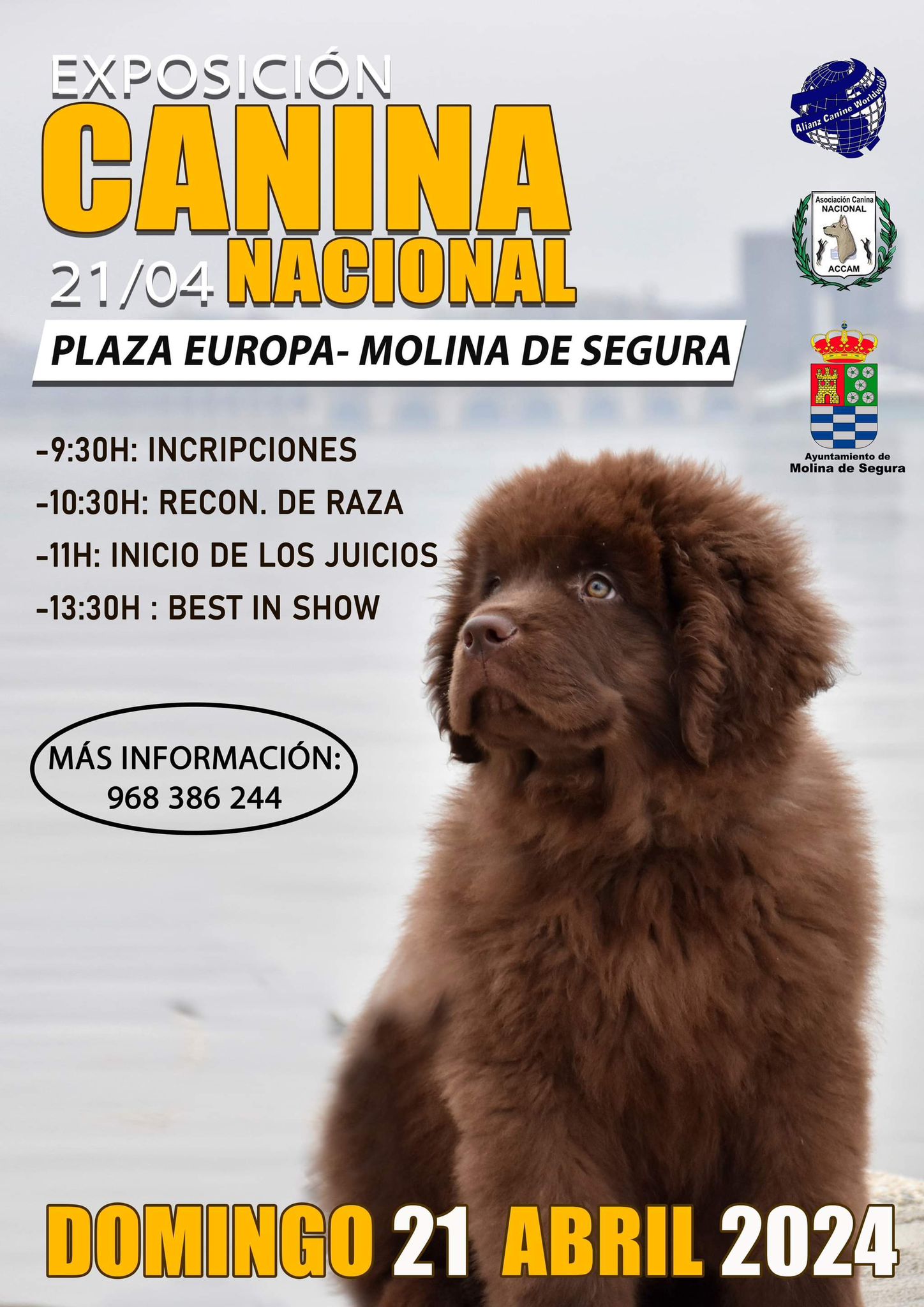 exposición canina Molina de Segura